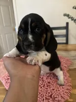 Girl 1 , a female Basset Hound for sale in San Bernardino, CA – 2 of 4