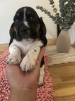 Girl 1 , a female Basset Hound for sale in San Bernardino, CA – 1 of 4