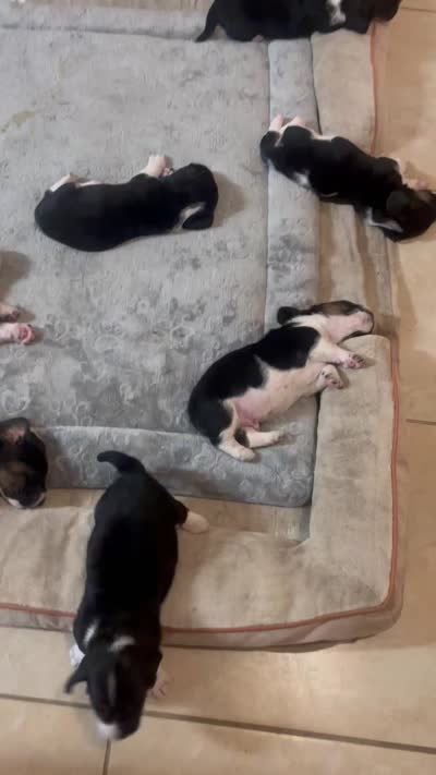 River , a female Basset Hound for sale in San Bernardino, CA – 1 of 1