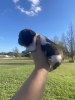 Minnie , a female French Bulldog for sale in Shawnee, OK – 2 of 2