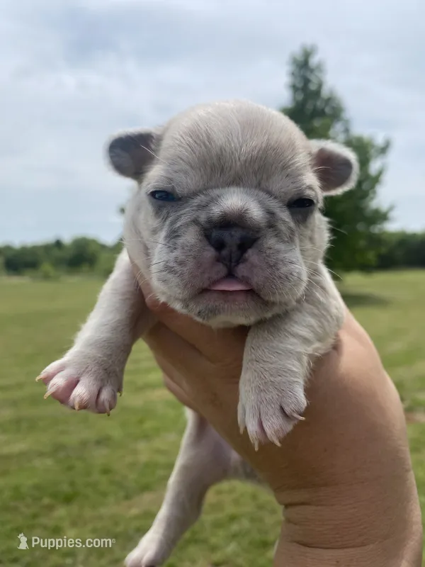 Bleu  – French Bulldog puppy for sale in Shawnee, OK