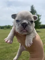 Bleu , a male French Bulldog for sale in Shawnee, OK – 1 of 8
