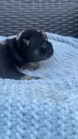 Chula, a female French Bulldog for sale in Shawnee, OK – 4 of 7