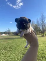Minnie , a female French Bulldog for sale in Shawnee, OK – 1 of 2