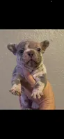 Maddox , a male French Bulldog for sale in Shawnee, OK – 2 of 4