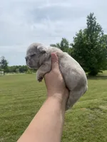 Bleu , a male French Bulldog for sale in Shawnee, OK – 6 of 8