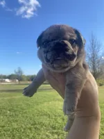 Meatball , a male French Bulldog for sale in Shawnee, OK – 3 of 5