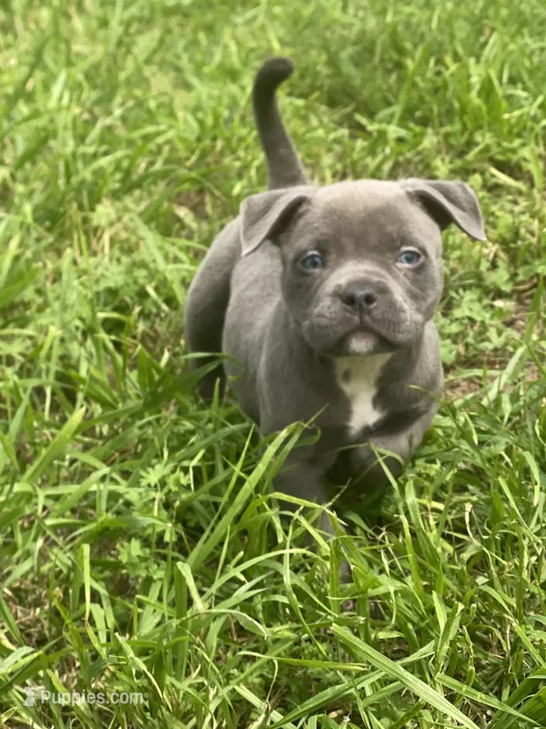 Lola – American Bully puppy for sale in Shawnee, OK