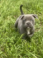 Lola, a female American Bully for sale in Shawnee, OK – 1 of 10