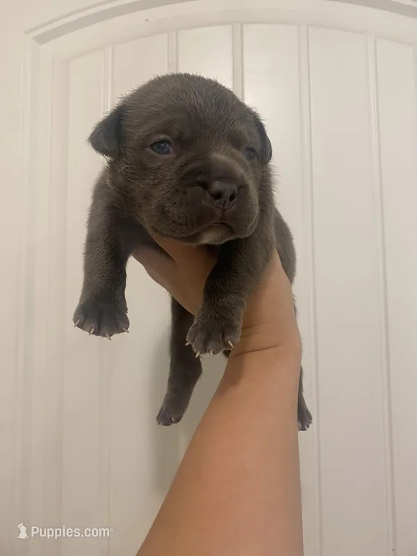 Lola – American Bully puppy for sale in Shawnee, OK