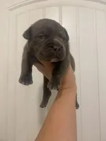 Lola, a female American Bully for sale in Shawnee, OK – Photo 1 of 9