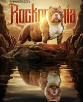 Lola, a female American Bully for sale in Shawnee, OK – Photo 9 of 9