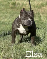 Lola, a female American Bully for sale in Shawnee, OK – Photo 7 of 9