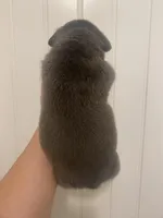 Lola, a female American Bully for sale in Shawnee, OK – Photo 4 of 9