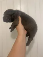 Lola, a female American Bully for sale in Shawnee, OK – Photo 3 of 9