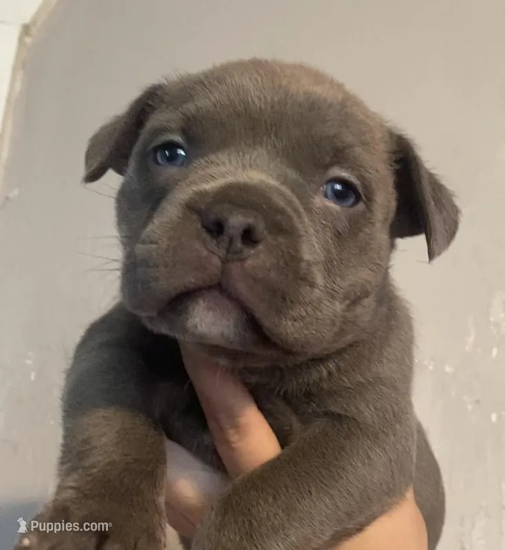 Lola – American Bully puppy for sale in Shawnee, OK