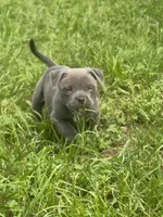 Lola, a female American Bully for sale in Shawnee, OK – 9 of 10