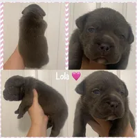 Lola, a female American Bully for sale in Shawnee, OK – Photo 5 of 9