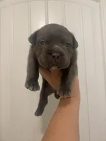 Lola, a female American Bully for sale in Shawnee, OK – Photo 2 of 9