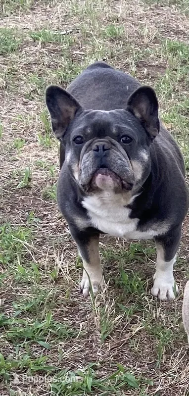 Gipsy  – French Bulldog puppy for sale in Shawnee, OK