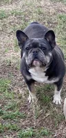 Gipsy , a female French Bulldog for sale in Shawnee, OK – 1 of 2