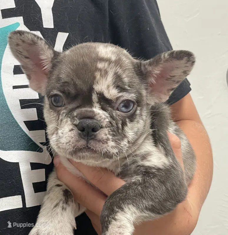 Jazzy – French Bulldog puppy for sale in Shawnee, OK