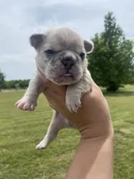 Bleu , a male French Bulldog for sale in Shawnee, OK – 4 of 8