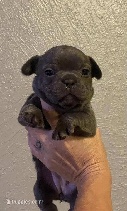 Blossom  – French Bulldog puppy for sale in Shawnee, OK