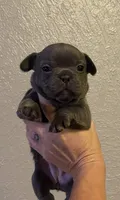Blossom , a female French Bulldog for sale in Shawnee, OK – 1 of 2