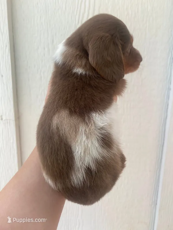 Chip – Miniature Dachshund puppy for sale in Shawnee, OK