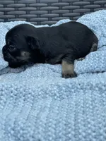 Lucky 🍀 , a female French Bulldog for sale in Shawnee, OK – 3 of 5