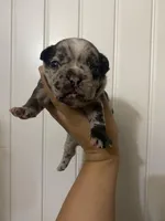 Dottie , a female French Bulldog for sale in Shawnee, OK – Photo 2 of 3