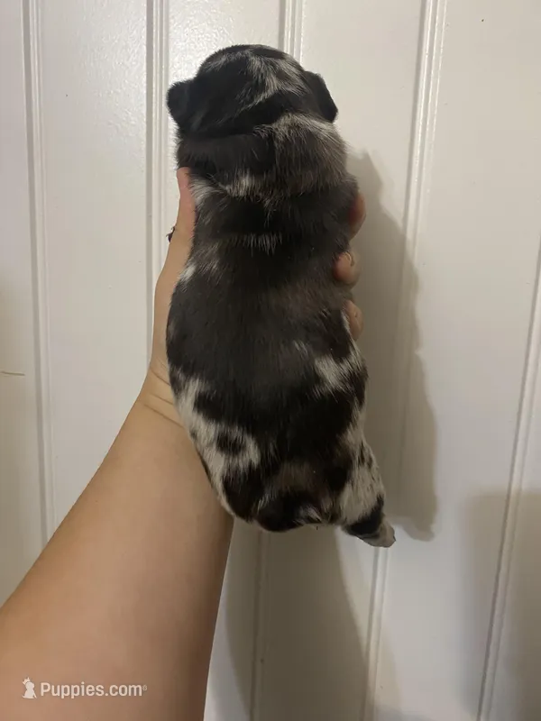 Dottie , a female French Bulldog for sale in Shawnee, OK – Photo 1 of 3