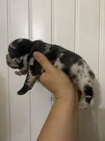 Dottie , a female French Bulldog for sale in Shawnee, OK – Photo 3 of 3