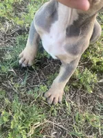 Loki , a male American Bully for sale in Shawnee, OK – 2 of 3