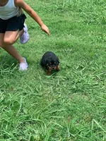 Athena , a female Rottweiler for sale in Shawnee, OK – 2 of 2