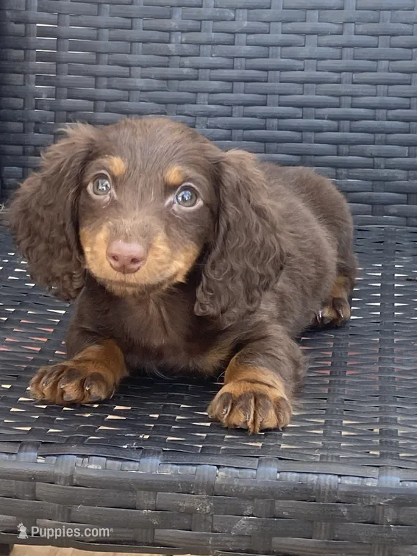 Dutch  – Miniature Dachshund puppy for sale in Shawnee, OK