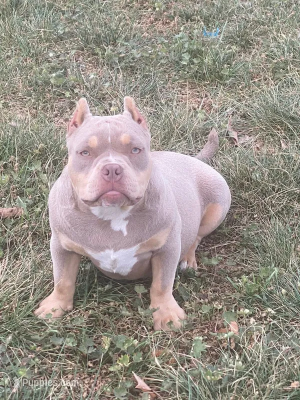 Nova  – American Bully puppy for sale in Shawnee, OK