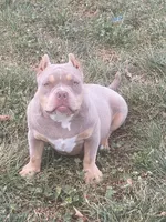Nova , a female American Bully for sale in Shawnee, OK – 1 of 5