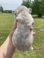 Bleu , a male French Bulldog for sale in Shawnee, OK – 8 of 8