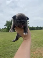 Kobe, a male French Bulldog for sale in Shawnee, OK – 2 of 3