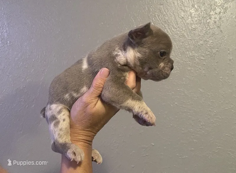 Lux – French Bulldog puppy for sale in Shawnee, OK