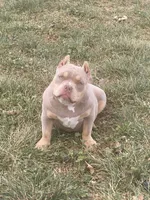 Nova , a female American Bully for sale in Shawnee, OK – 3 of 5