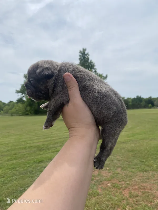 Kobe – French Bulldog puppy for sale in Shawnee, OK