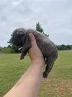 Kobe, a male French Bulldog for sale in Shawnee, OK – 1 of 3