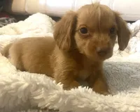 Sonny , a male Miniature Dachshund for sale in Shawnee, OK – 3 of 4