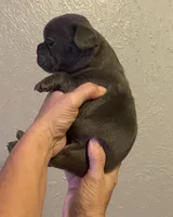 Blossom , a female French Bulldog for sale in Shawnee, OK – 2 of 2