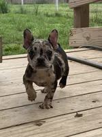 Dolly , a female French Bulldog for sale in Shawnee, OK – 1 of 5