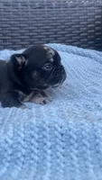 Chula, a female French Bulldog for sale in Shawnee, OK – 6 of 7