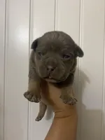 Loki , a male American Bully for sale in Shawnee, OK – Photo 2 of 7